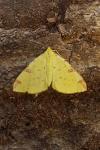 Opisthograptis luteolata