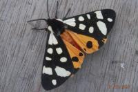 Arctia villica