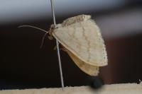 Scopula floslactata