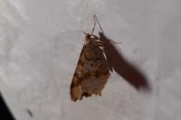 Macaria alternata
