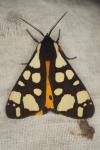 Arctia villica