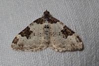 Xanthorhoe fluctuata