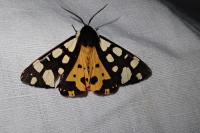 Arctia villica