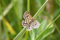 Chiasmia clathrata