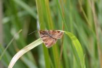 Euclidia glyphica