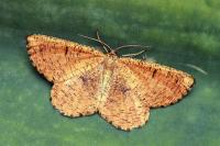 Angerona prunaria
