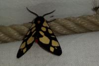 Arctia villica