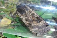 Noctua pronuba