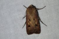 Agrotis exclamationis exclamationis