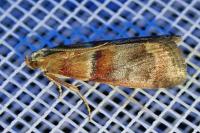 Acrobasis repandana