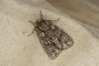 Acronicta rumicis