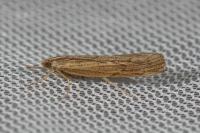 Pediasia contaminella