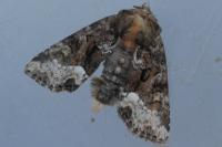 Oligia