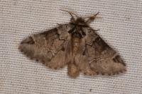 Drymonia obliterata