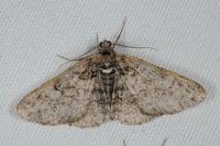 Cleora cinctaria
