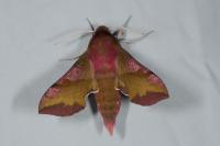 Deilephila porcellus