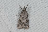 Scoparia ambigualis/basistrigalis