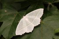 Campaea margaritaria