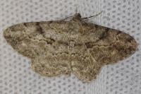 Peribatodes rhomboidaria rhomboidaria
