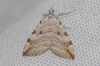 Aplocera plagiata