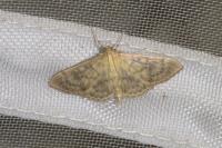 Patania ruralis