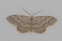 Idaea seriata