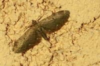 Eupithecia tripunctaria