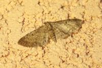 Eupithecia virgaureata