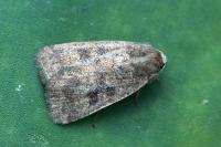 Caradrina morpheus