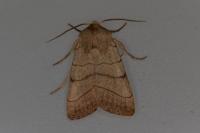 Charanyca trigrammica