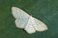Scopula immutata