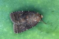 Rusina ferruginea