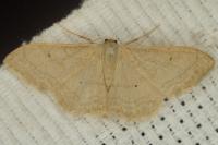 Idaea straminata