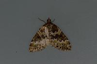 Electrophaes corylata