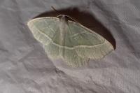 Campaea margaritaria