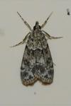 Eudonia mercurella