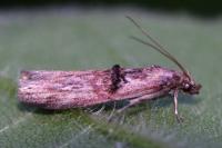 Nephopterix angustella