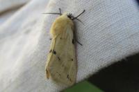 Spilarctia lutea