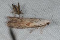 Aphomia sociella