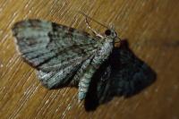Chloroclystis v-ata