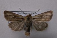 Mythimna anderreggii