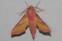Deilephila porcellus