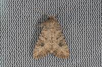 Anarta trifolii