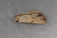 Apamea lithoxylaea