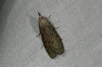 Aphomia sociella