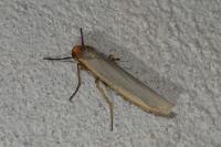 Manulea complana