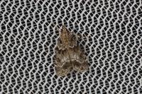 Eudonia mercurella