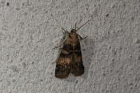 Euzophera pinguis
