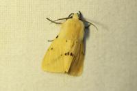 Spilarctia lutea