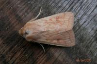 Mythimna vitellina